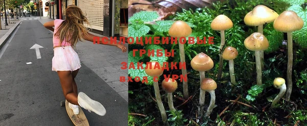 прущие грибы Богданович